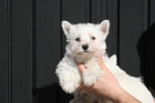 Excelentes cachorros de westys - mejor precio | unprecio.es