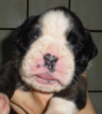 expectaculares cachorros de boxer