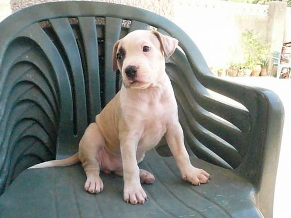 OPORTUNIDAD!! CACHORROS AMERICAN PIT BULL TERRIER.