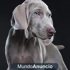 pienso para perros, a partir de 7.40e sacos de 20kg