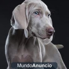 pienso para perros, a partir de 7.40e sacos de 20kg - mejor precio | unprecio.es