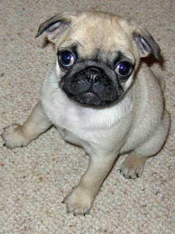 pug carlino para Adopcion de € 180