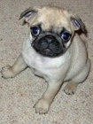 pug carlino para Adopcion de € 180 - mejor precio | unprecio.es