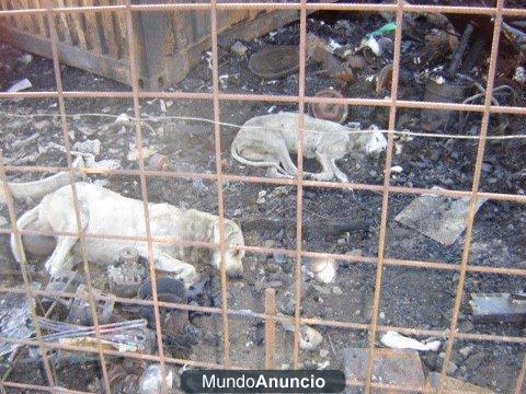 S.O.S. GIRONA: URGENTE AYUDA A LOS ANIMALES DE LA JONQUERA AFECTADOS POR EL INCENDIO