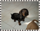 Teckel...precioso cachorro pelo corto - venta... valencia - mejor precio | unprecio.es