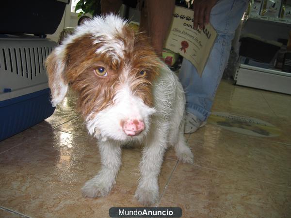 CRUCE DE TURCO TAMAñO MEDIANO