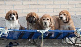 cachorros de mastin español