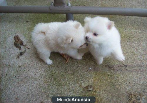 Somos dueños de cachorros pomerania veterinario 4 meses de edad vacunados