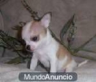 Cachorritos de chihuahuas de varios colores - mejor precio | unprecio.es
