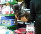 CACHORROS DE BULLDOG FRANCES, EXCELENTES 650 EUROS - mejor precio | unprecio.es