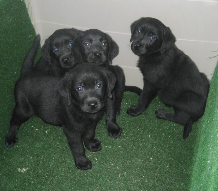 Fabulosa camada de Labradores dorados y negros