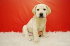 Labrador Retriever cachorros inscritos en Loe de la Real Sociedad Canina - mejor precio | unprecio.es