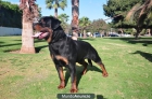 rottweiler ,camada de campeones - mejor precio | unprecio.es