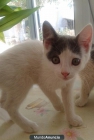 SE REGALAN GATITOS - mejor precio | unprecio.es