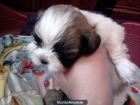 shit tzu cachorritos - mejor precio | unprecio.es