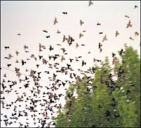 tiradas de palomas