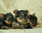 Unicos cachorros Nacionales de yorkshire Toy; maxima seguridad y calidad - mejor precio | unprecio.es