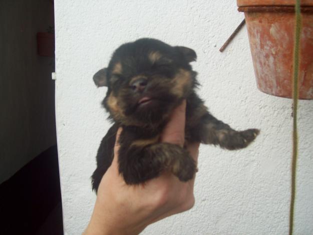 cachorritos yorkshire con pekines albino