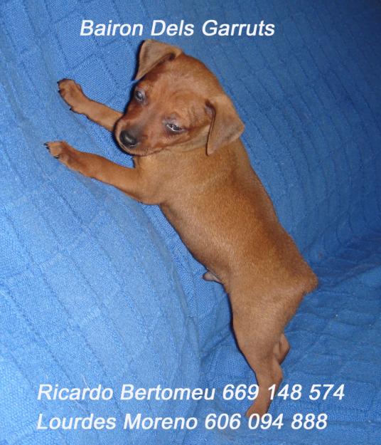 cachorro de pinscher miniatura