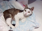 Pirinchina, amorosa gata de 2 años - mejor precio | unprecio.es