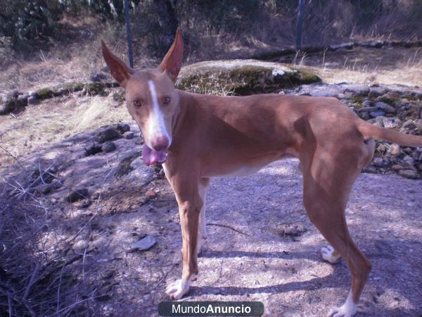 Podenco canario y maneto