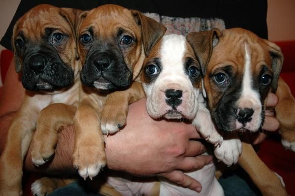 PRECIOSOS CACHORROS DE BOXER