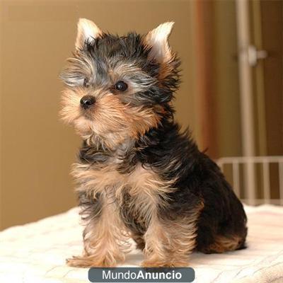 Regalo cachorros toy , de yorkshire terrier macho