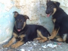 se venden cachorros de pastor aleman - mejor precio | unprecio.es