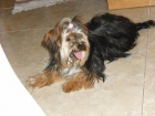 YORKSHIRE TERRIER - mejor precio | unprecio.es