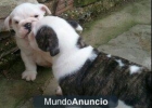 Cachorro Bulldog Inglés - mejor precio | unprecio.es