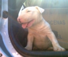 bull terrier cachorro  200e  con pedigree - mejor precio | unprecio.es