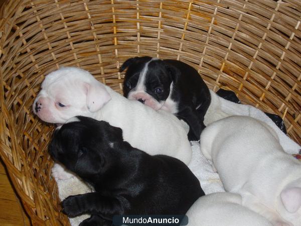 cachorros bulldog frances