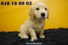 GOLDEN RETRIEVER CON PEDIGRE, ENTREGAMOS CON DOS MESES - mejor precio | unprecio.es