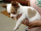 lindo cachorro chihuahua para darle a cualquier hogar - mejor precio | unprecio.es