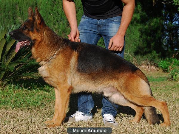 preciosos cachorros de pastor aleman