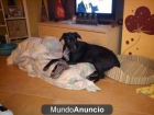 se regala cachorrita educada - mejor precio | unprecio.es
