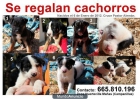 SE REGALAN CACHORROS MEZCLA PASTOR ALEMÁN CON MASTÍN - mejor precio | unprecio.es