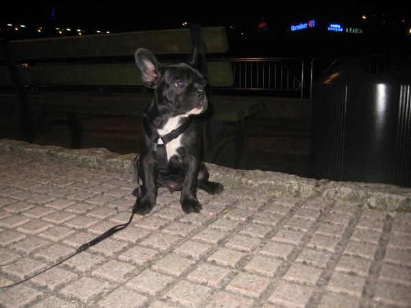 VENDO CACHORRO BULLDOG 340