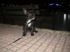 VENDO CACHORRO BULLDOG 340 - mejor precio | unprecio.es