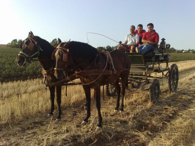 vendo tronco de caballos pre..