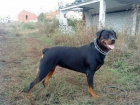 próxima camada de rottweiler - mejor precio | unprecio.es