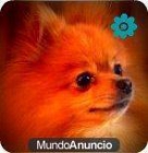 PRÓXIMA CAMADA DE POMERANIAS - mejor precio | unprecio.es