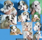 Bulldog Ingles Cachorros Preciosos - mejor precio | unprecio.es