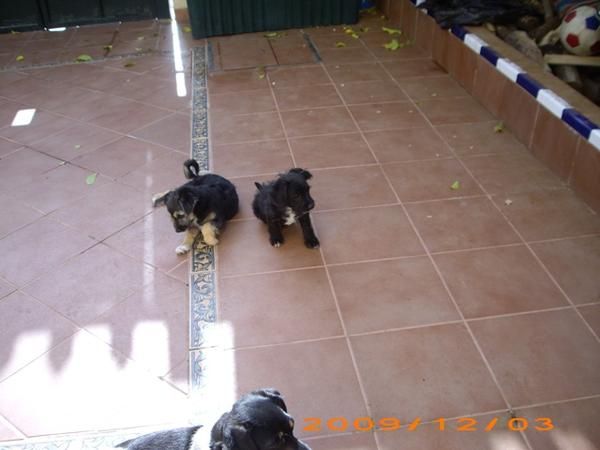 Cachorros en adopcion