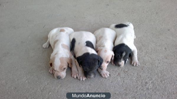 Cachorros pointer