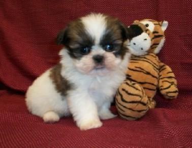 Shih Tzu Venta