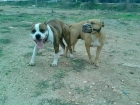 ultima cachorra de american staffordshire terrier - mejor precio | unprecio.es