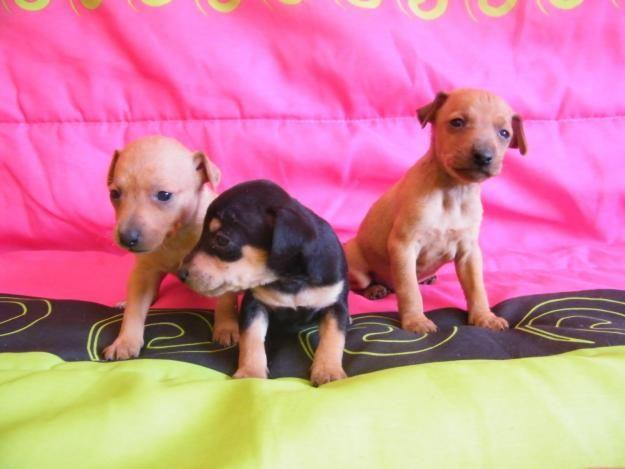 vendo cachorros de pincher enano