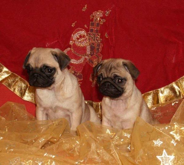 ¿ Buscas el mejor regalo de navidad ? cachorros de Carlino