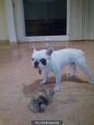 bulldog frances para montas barcelona - mejor precio | unprecio.es